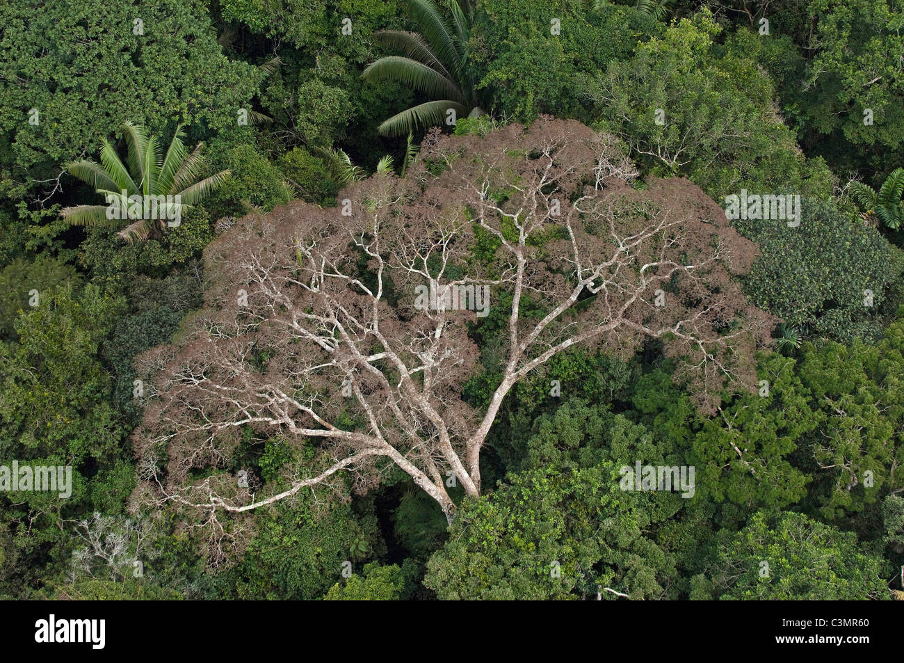 Aerial view of tropical rainforest at Yasuni National Park, Ecuador. Stock Photo