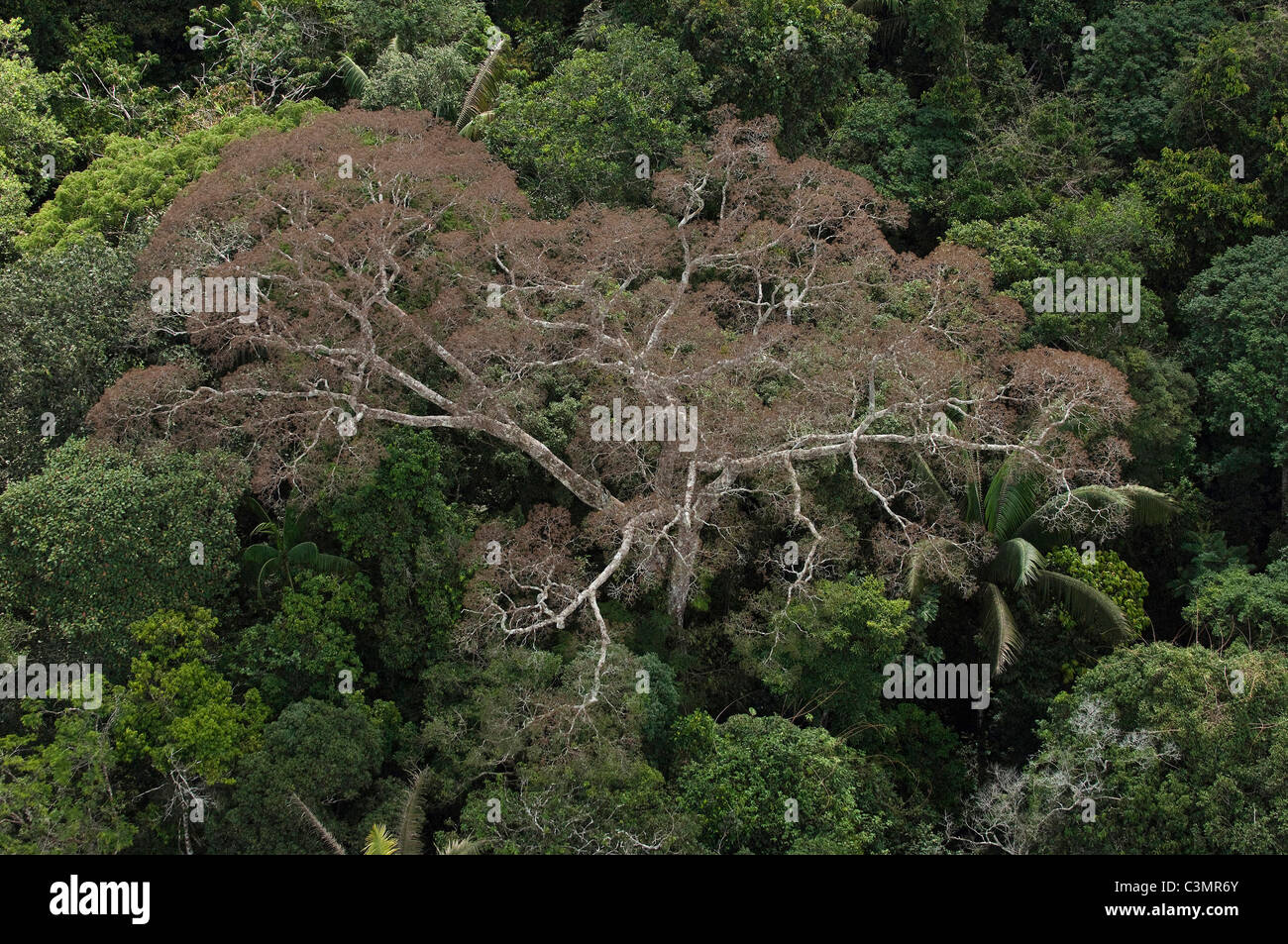 Tropical rainforest vegetation hi-res stock photography and images - Alamy