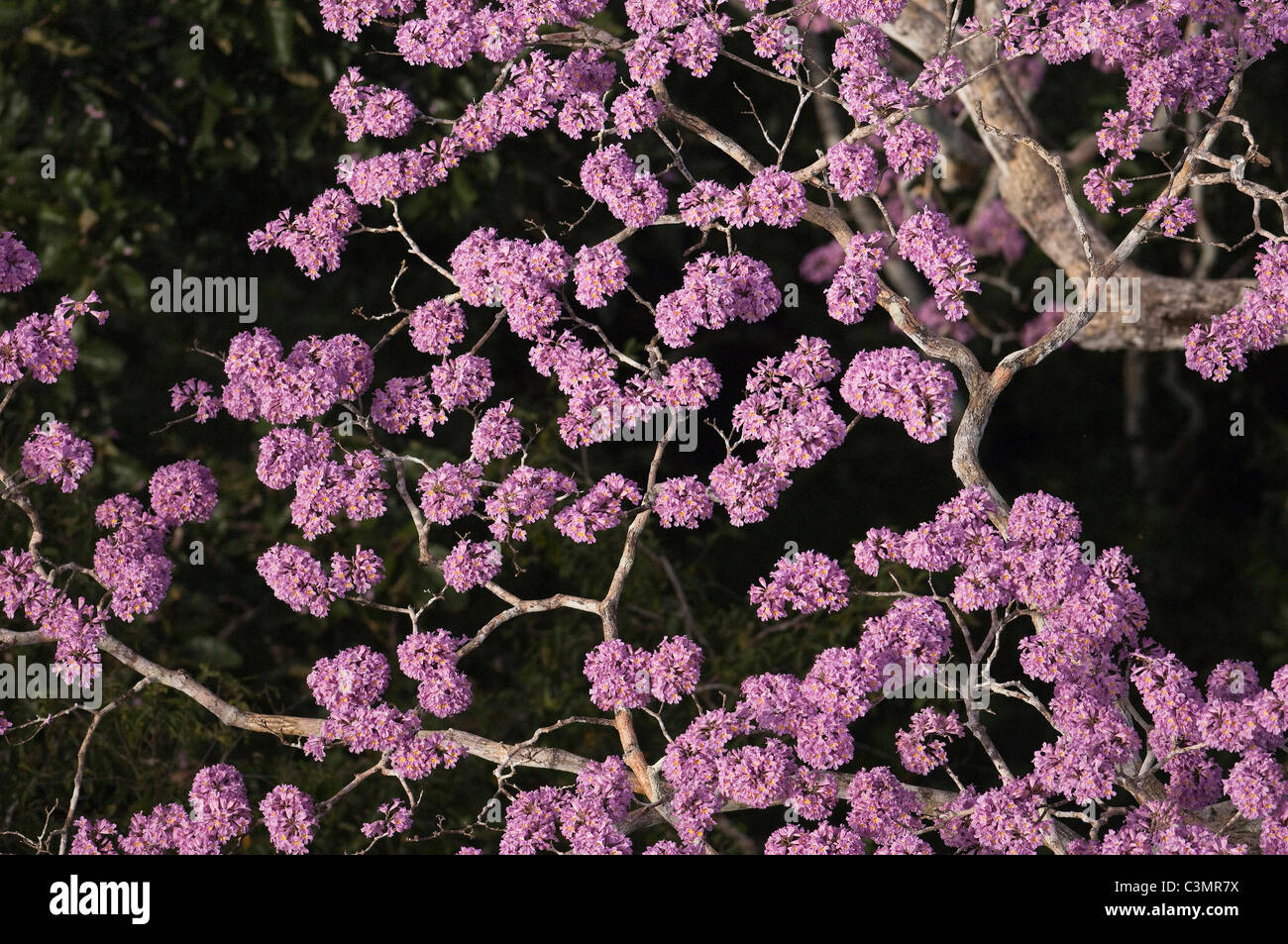 Flowering tree in tropical rainforest at Yasuni National Park, Ecuador. Stock Photo