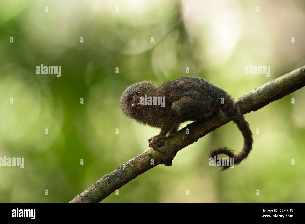 Pygmy Marmoset (Callithrix pygmaea, Cebuella pygmaea). Smallest true monkey in the world Stock Photo