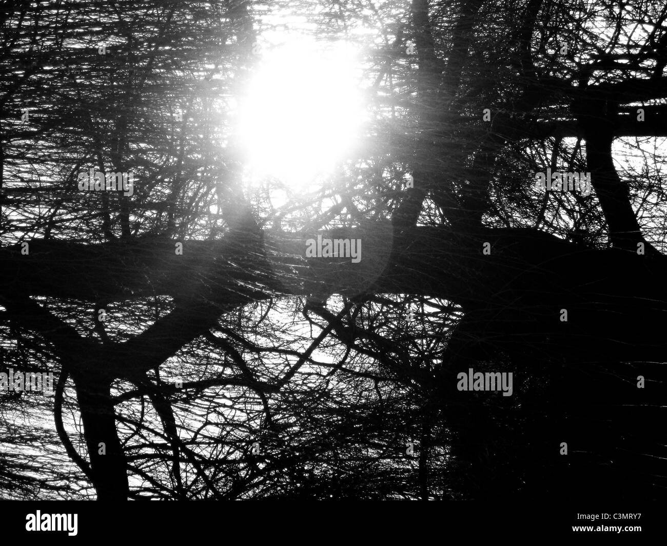 Sunlight Black and White Stock Photos & Images - Alamy