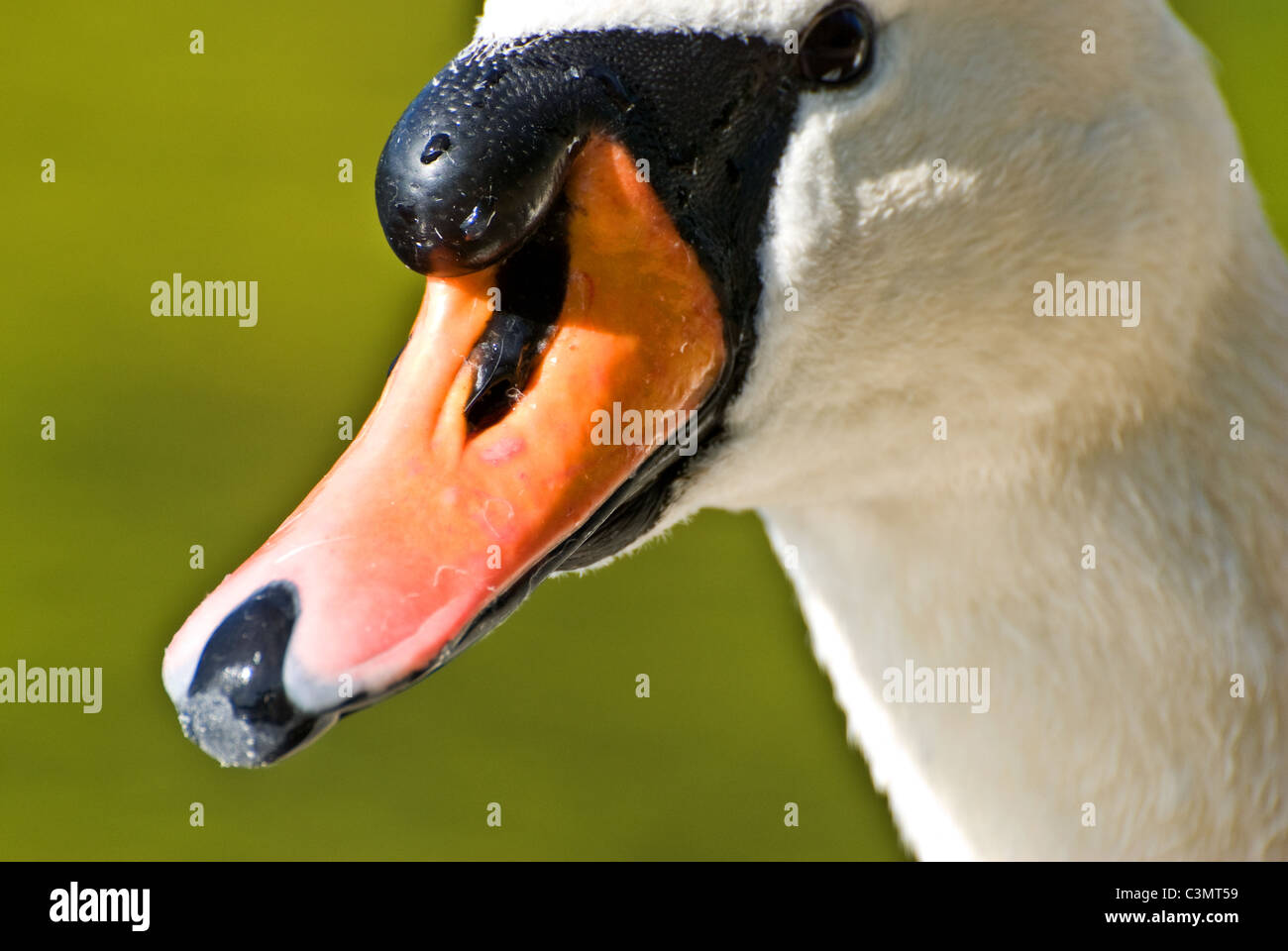 Swan lore hires stock photography and images Alamy