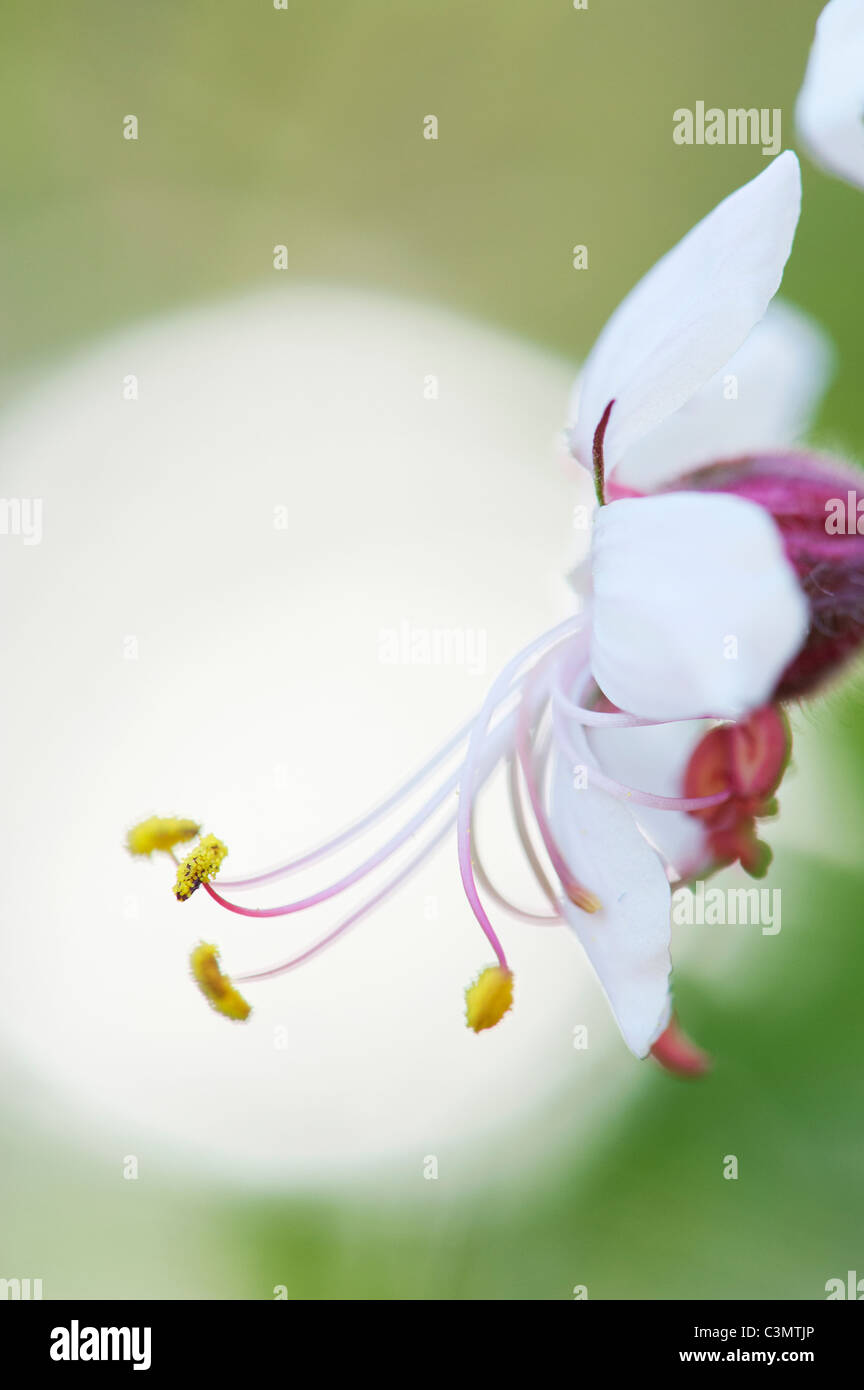 Geranium macrorrhizum 'Album' flower. Rock cranesbill. Close up on anthers and pollen Stock Photo