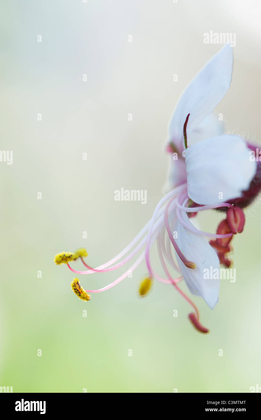 Geranium macrorrhizum 'Album' flower. Rock cranesbill. Close up on anthers and pollen Stock Photo