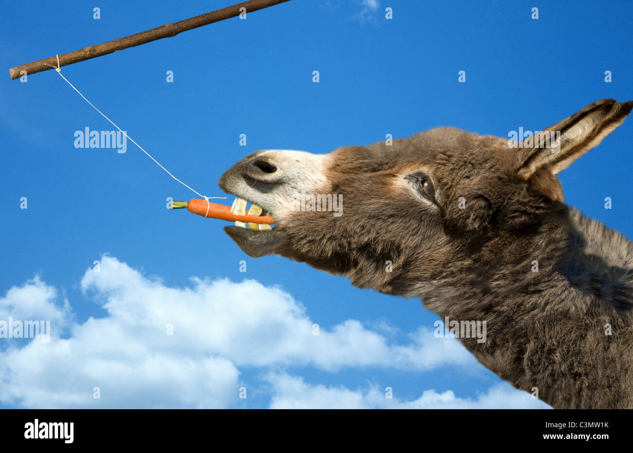 Donkey, carrot and stick hires stock photography and images Alamy