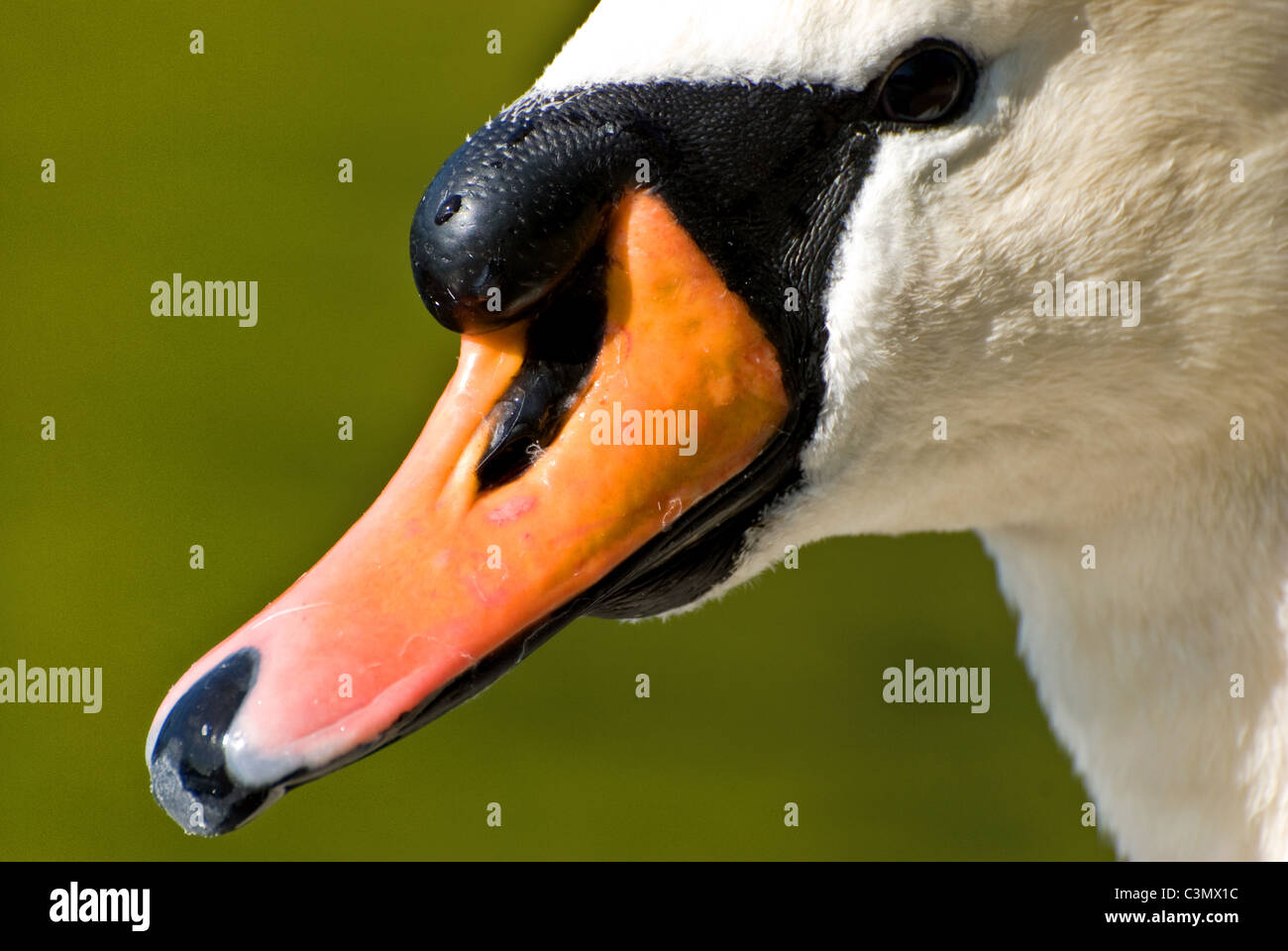 Swan Beak High Resolution Stock Photography and Images Alamy