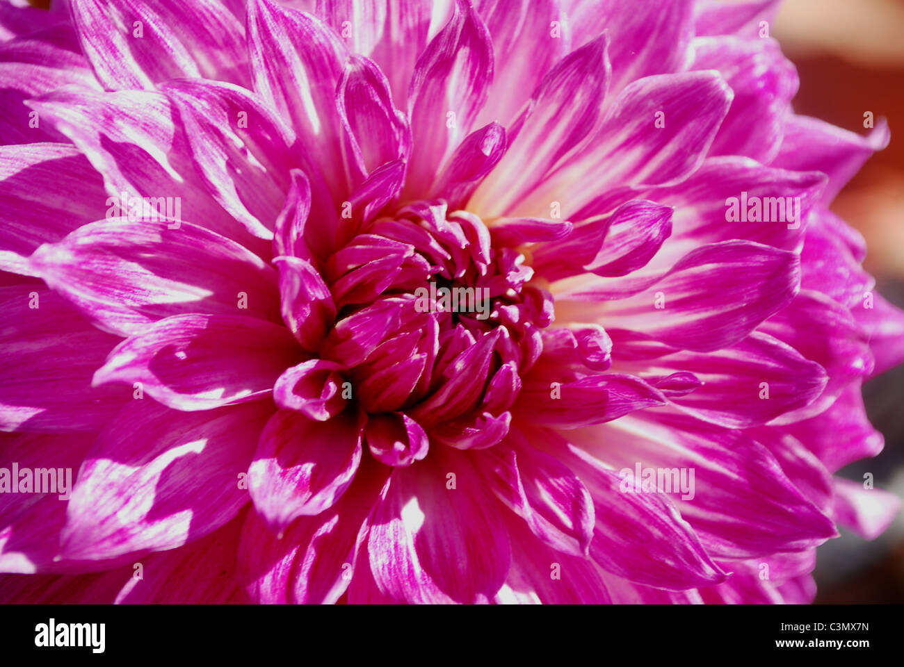 Light pink dahlia flower hi-res stock photography and images - Alamy
