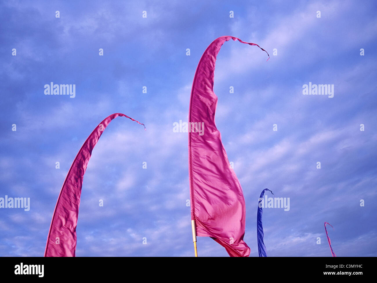 Annual Celebration Involving A Pink Purple And Blue Flag Annual Celebration Involving A Pink Purple And Blue Flag