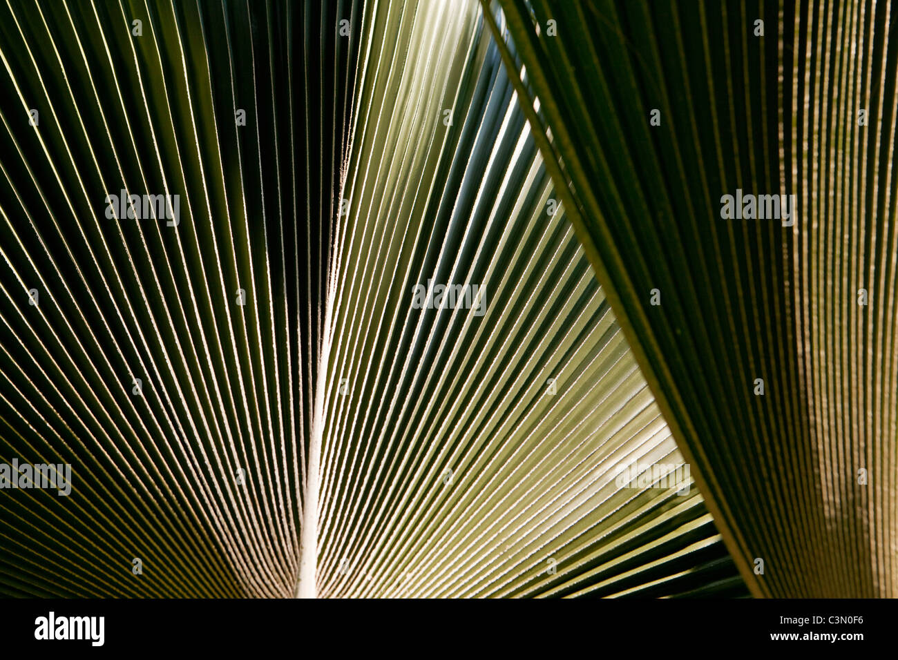Indonesia, Island Bali, near Tejakula village. Leaves in garden. Stock Photo