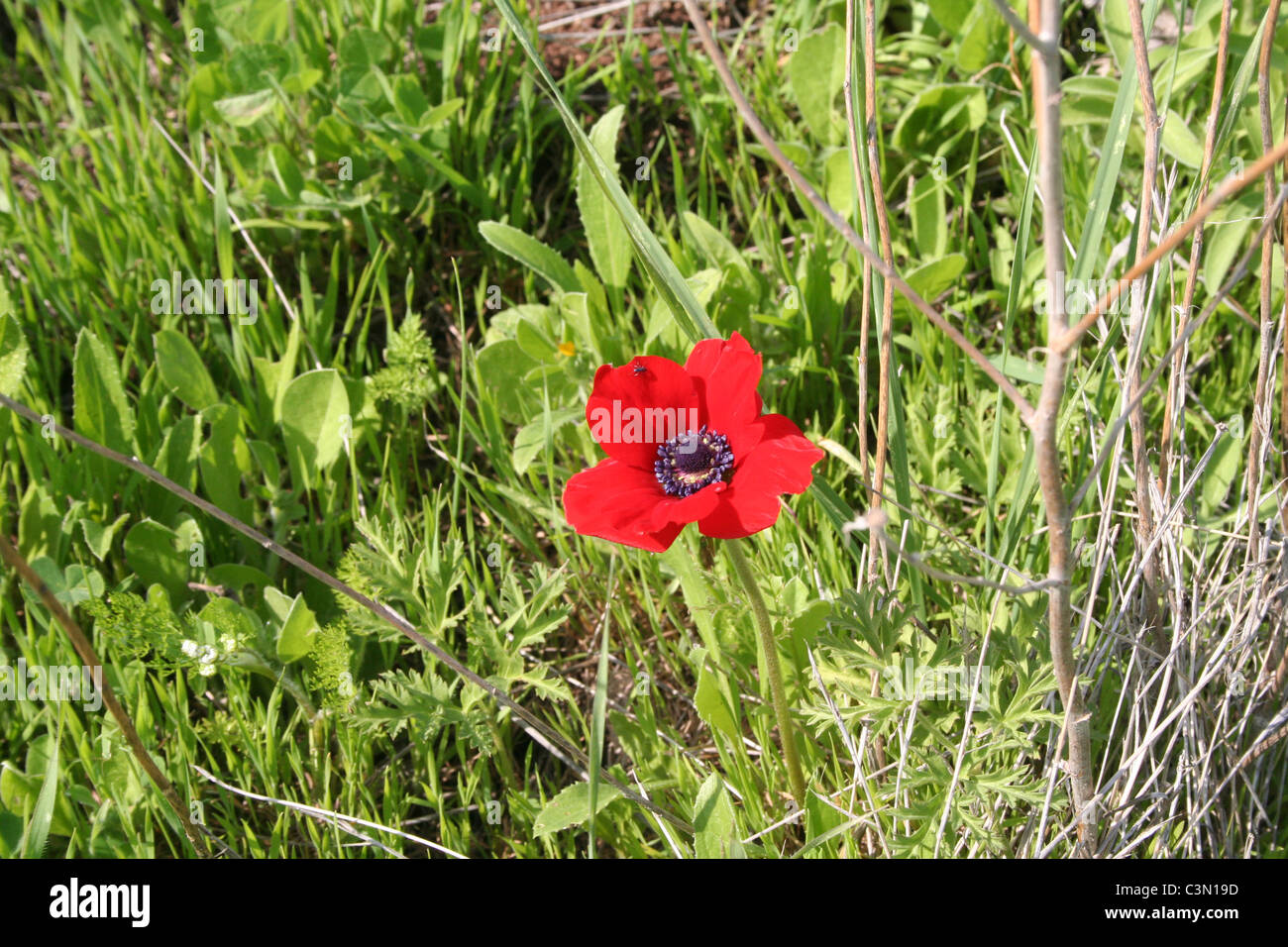 Red Crown Anemone in a green field Stock Photo