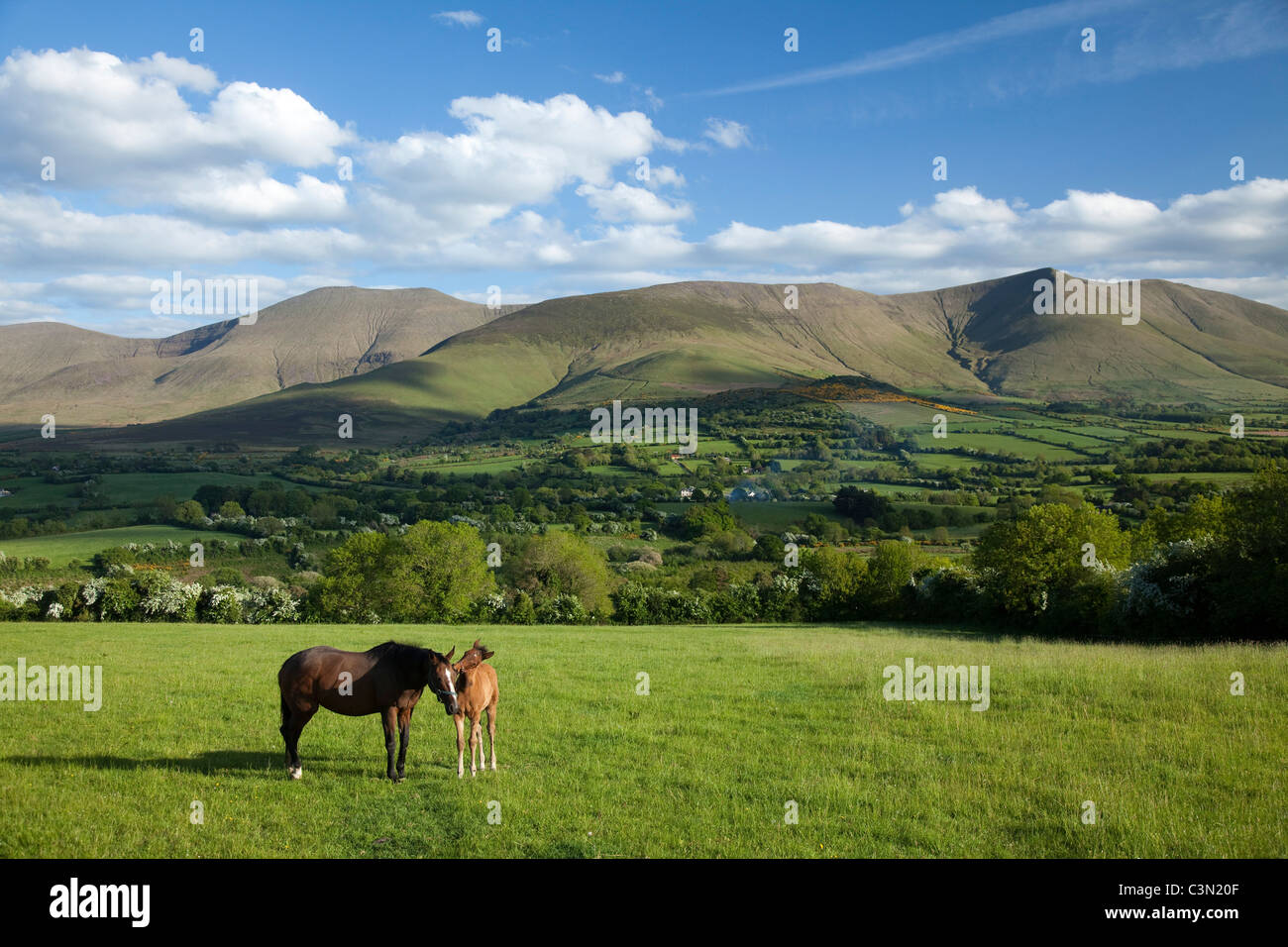 Horse and foal in the Glen of Aherlow, beneath the Galtee Mountains, County Tipperary, Ireland. Stock Photo