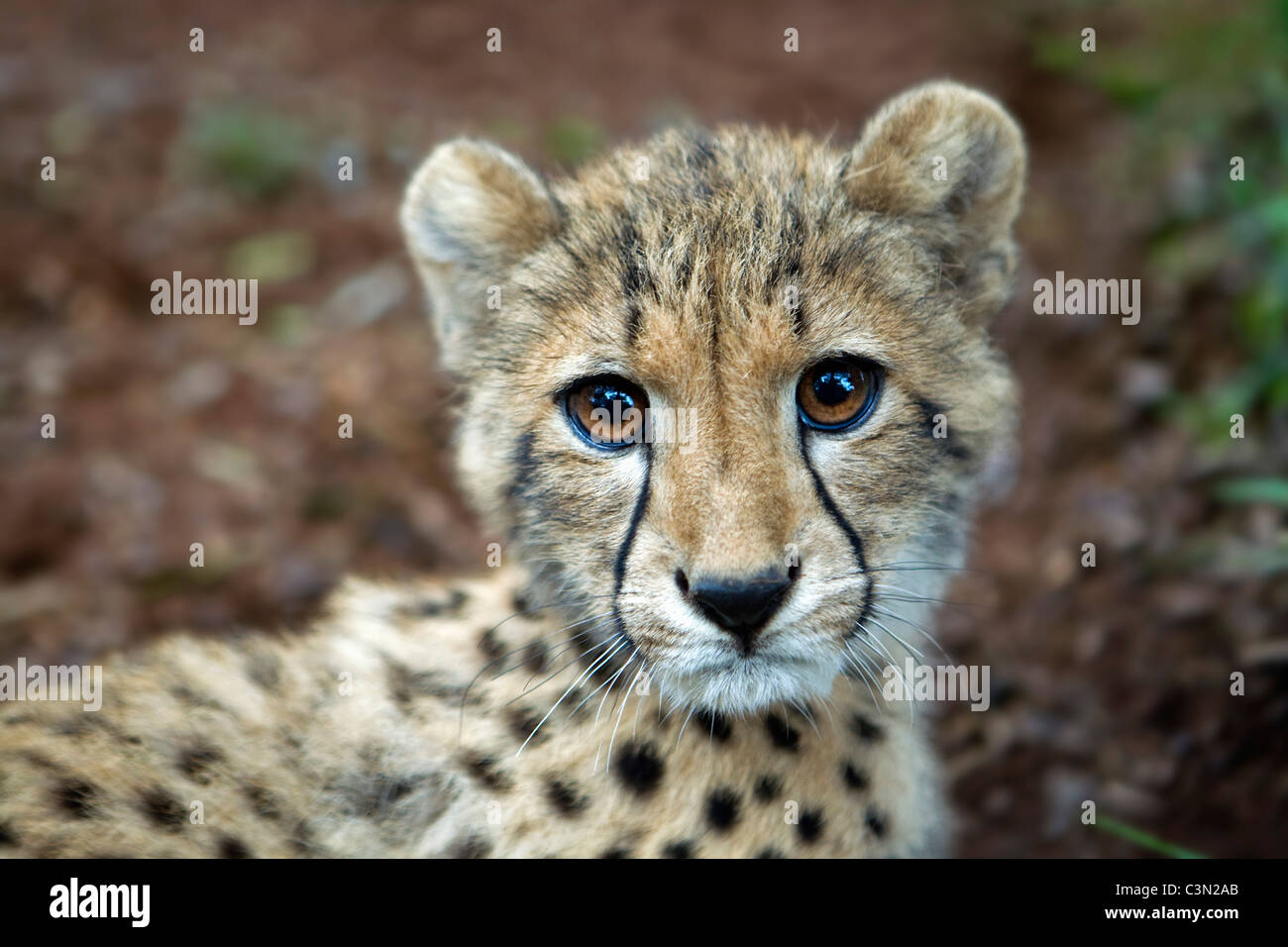 South Africa, Pretoria, Cheetah, Acionyx jubatus. Cub 5 months old Stock Photo