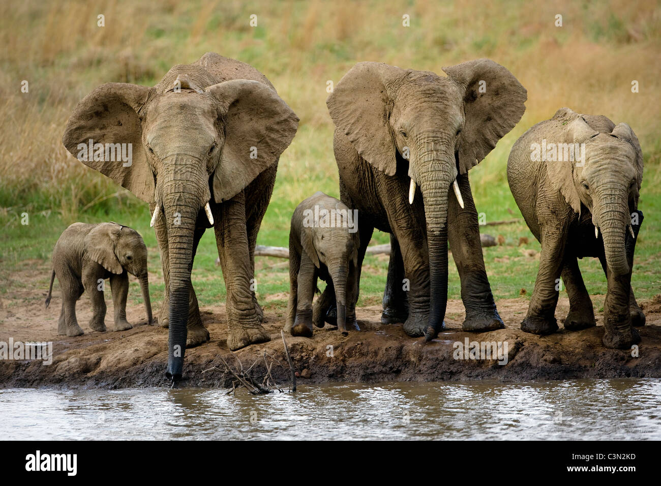 South Africa, near Rustenburg, Pilanesberg National Park. African Elephants, Loxodonta africana. Mothers and young. Stock Photo