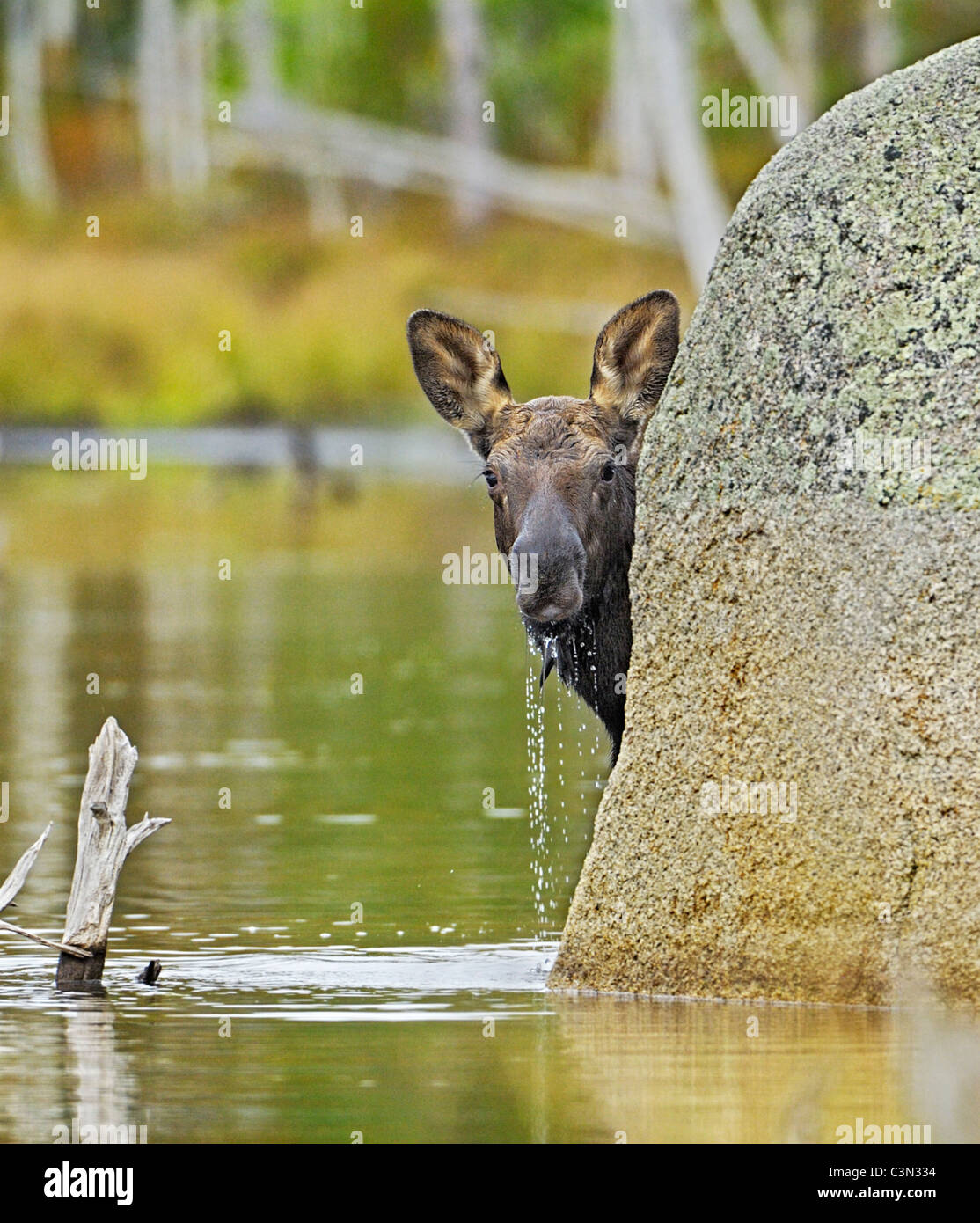 Curious baby moose Stock Photo