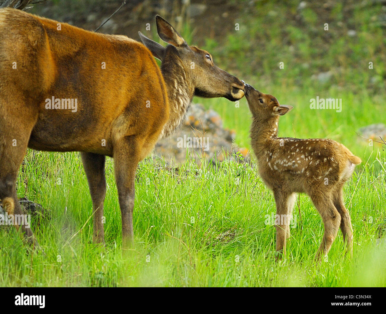 A newborn elk calf kisses its mother late spring in the Rockies. Stock Photo