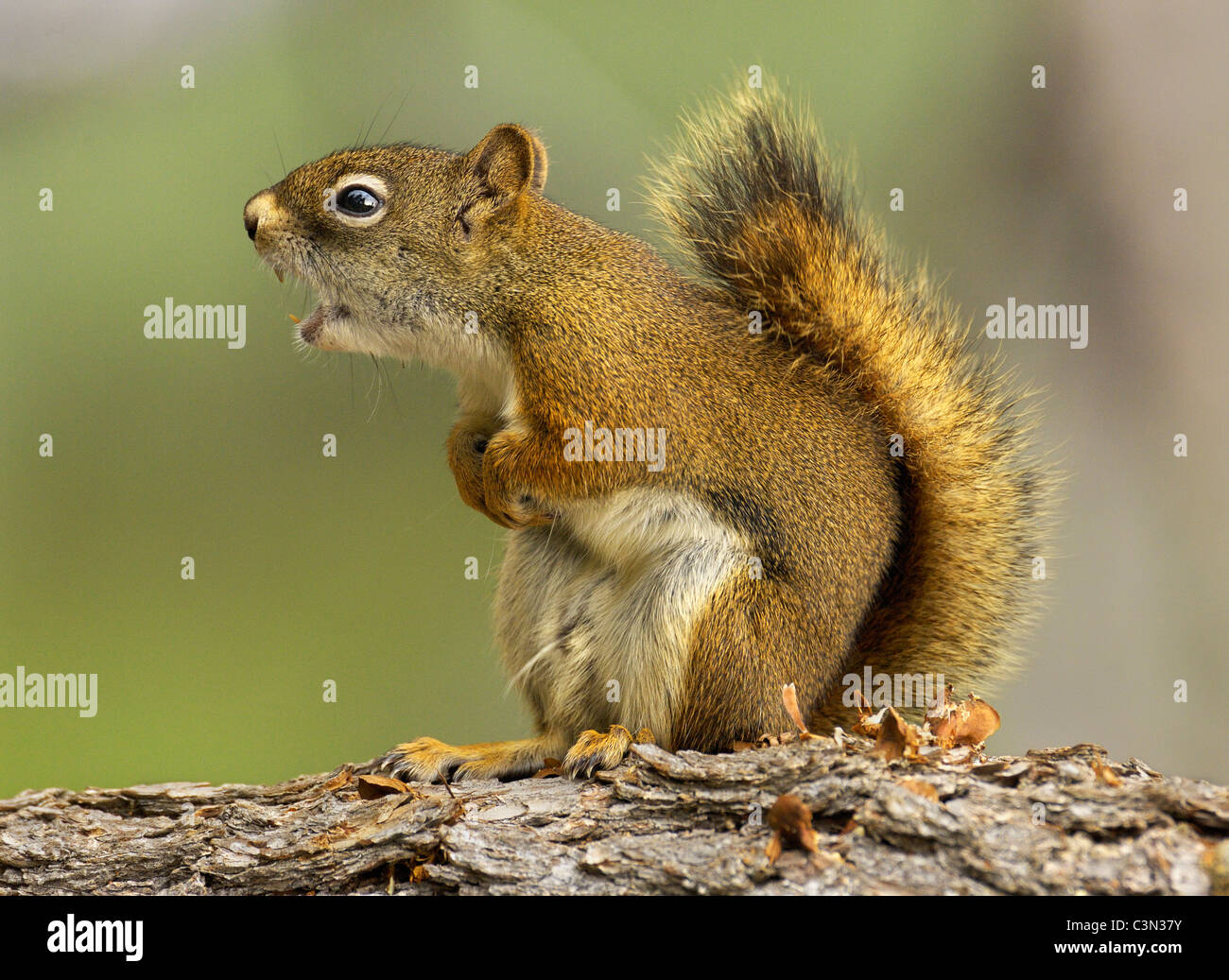 Red Squirrel Warning Stock Photo