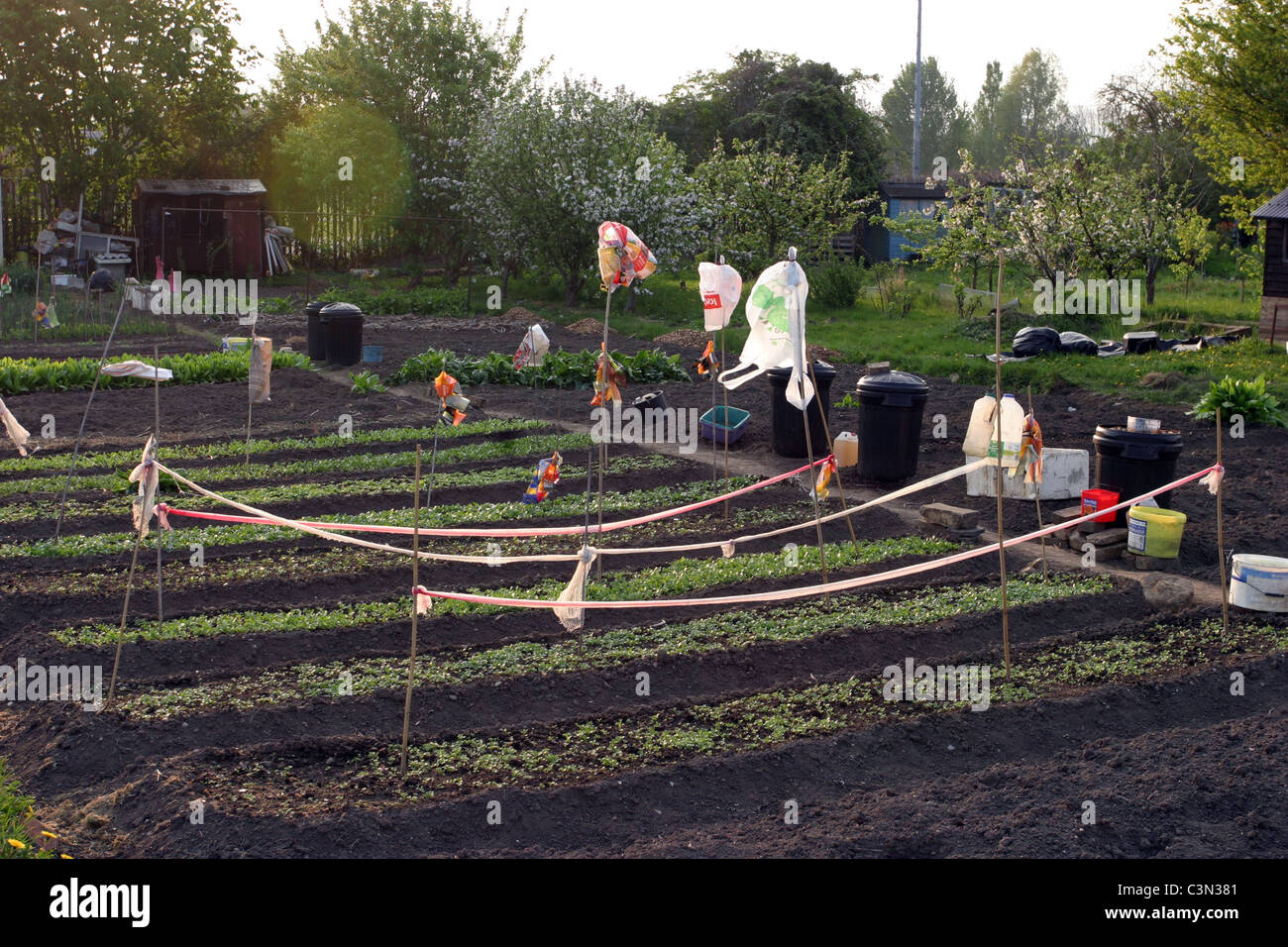 Oxford City Allotments Stock Photo