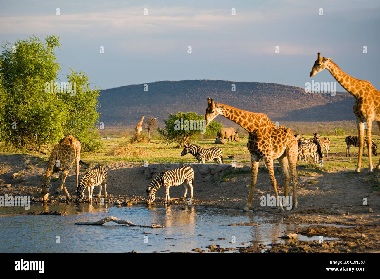 South Africa, Madikwe National Park Giraffe,Ceratotherium simum Burchell's Zebra, Equus burchelli, drinking at water hole Stock Photo