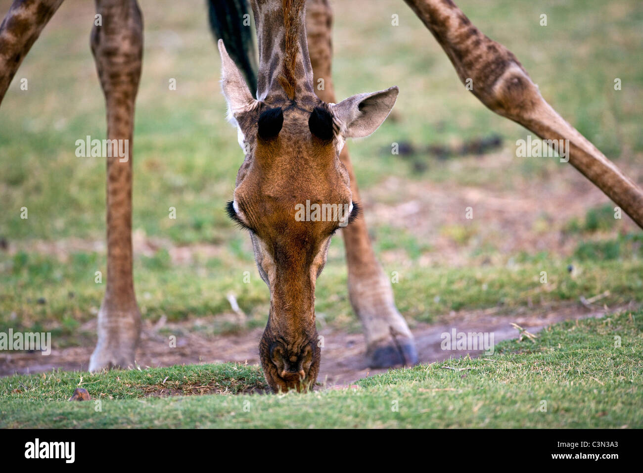 South Africa, Near Zeerust, Madikwe National Park. Giraffe, Giraffa camelopardalis, drinking Stock Photo