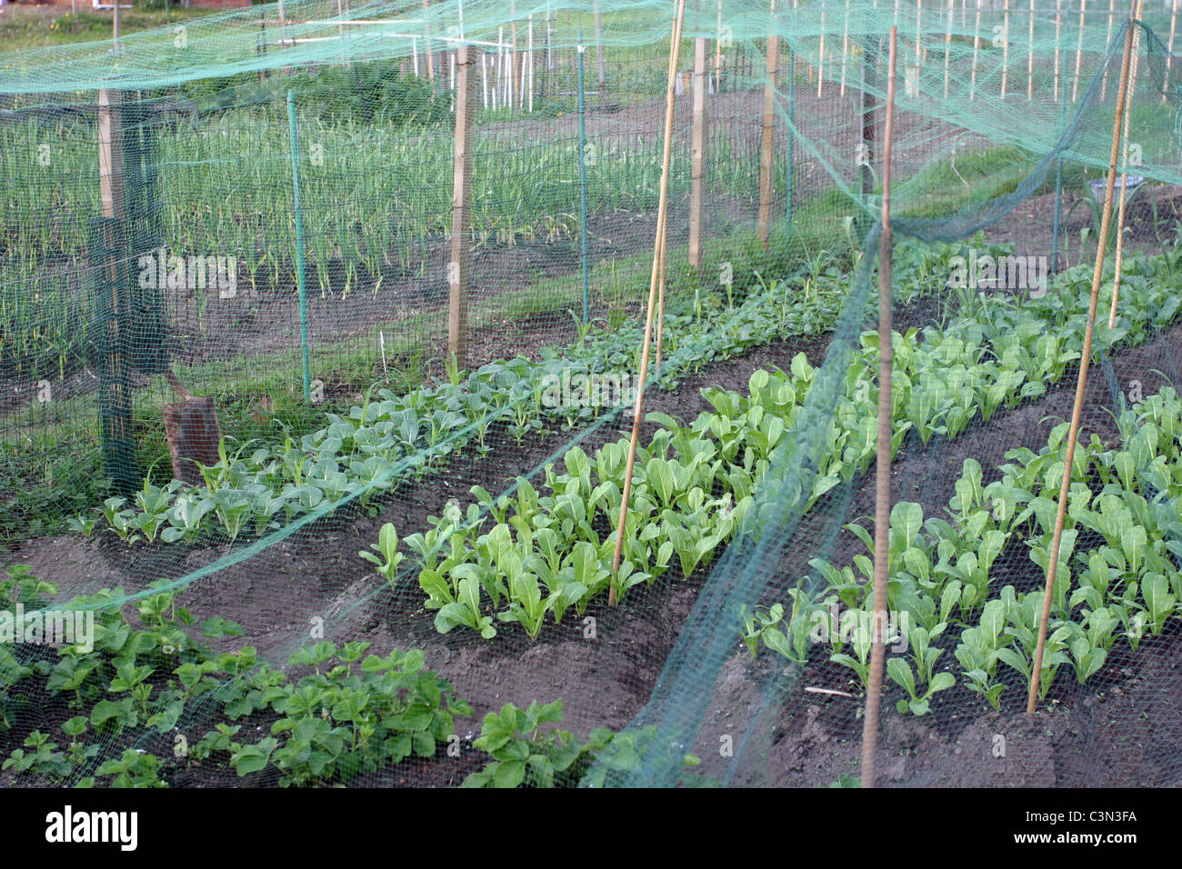 Young Plants growing on an Allotment Stock Photo Alamy