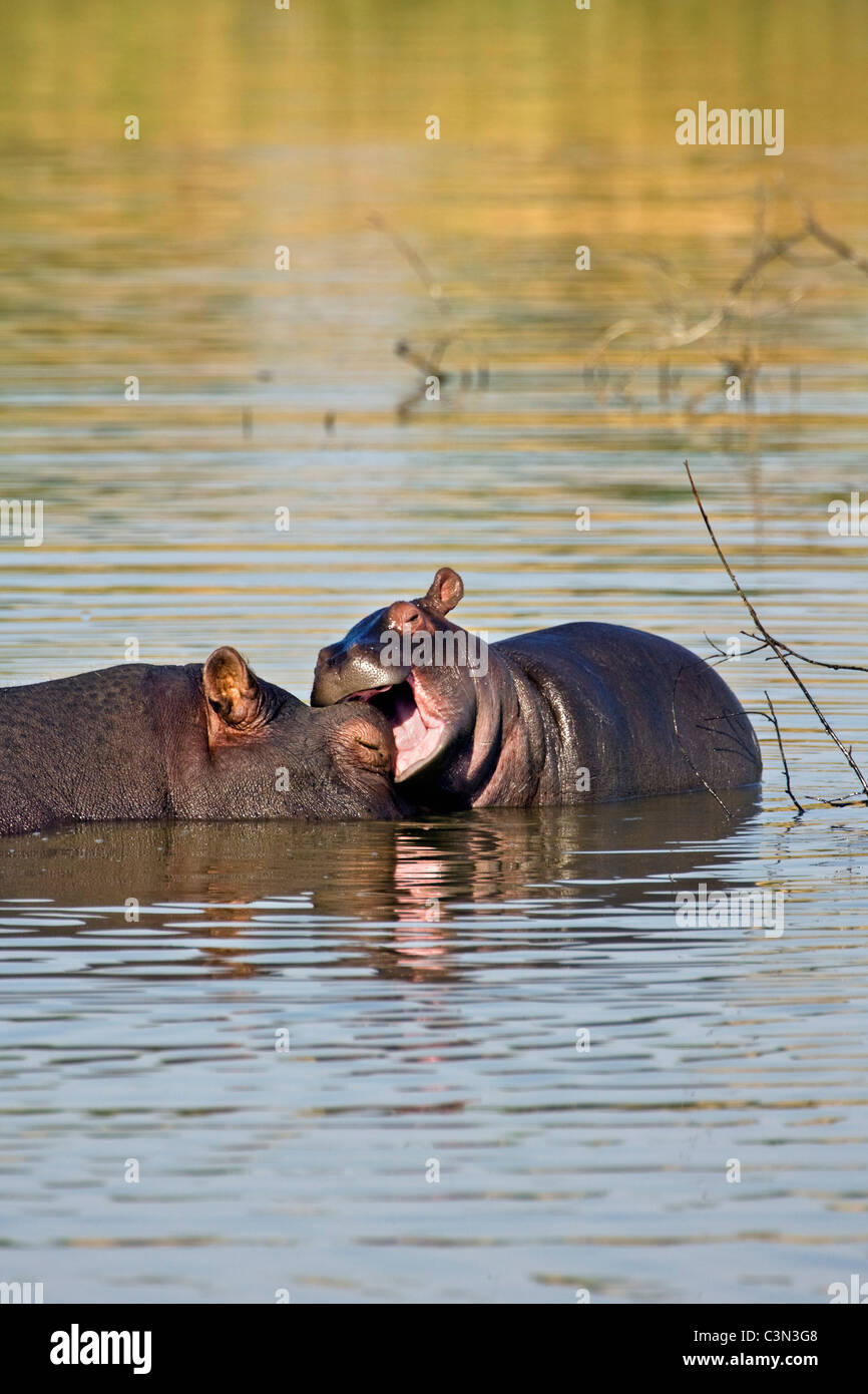 South Africa, near Rustenburg, Pilanesberg National Park. Hippos, Hippopotamus. (Hippopotamus amphibius). Stock Photo