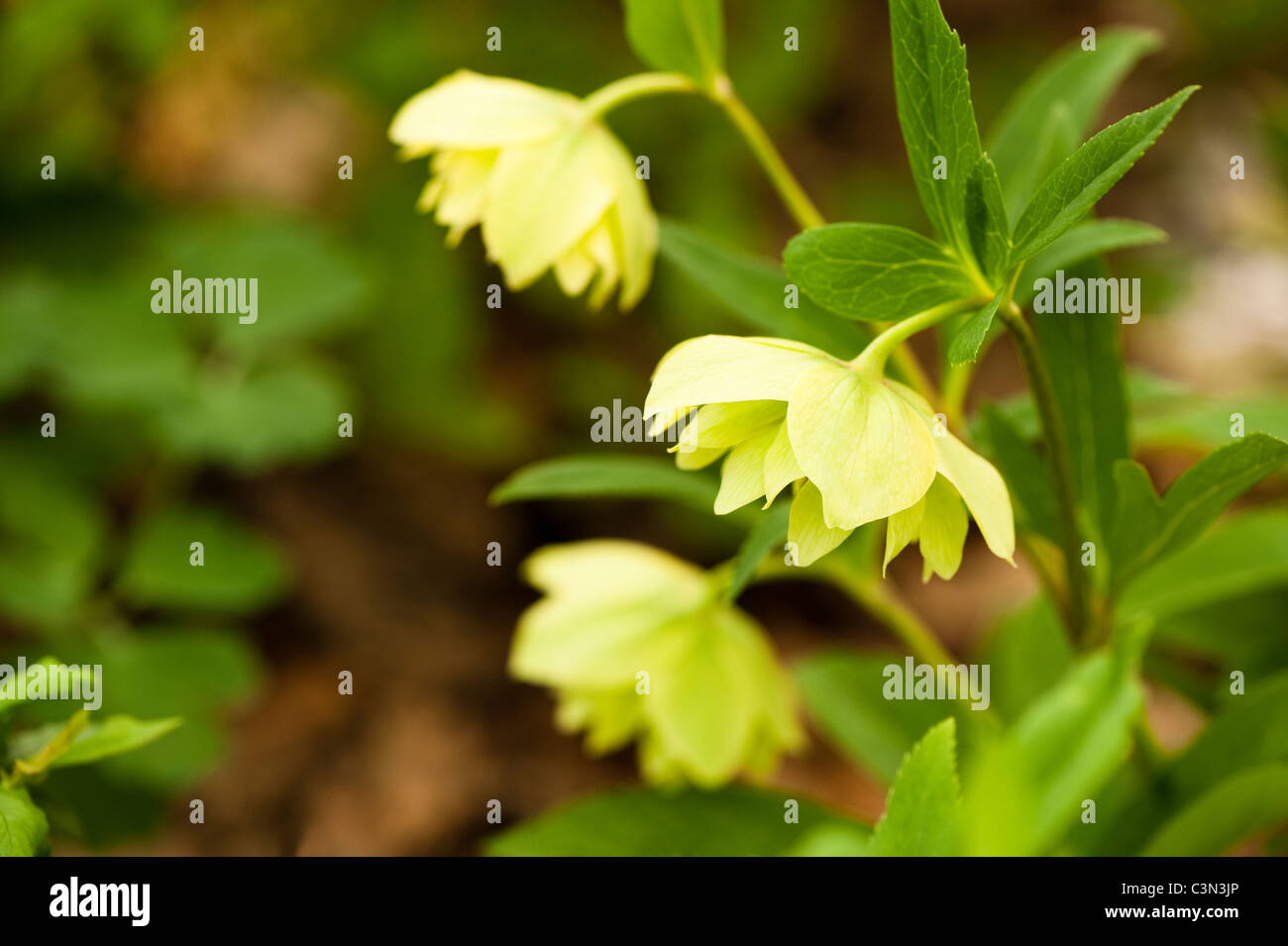 Helleborus x hybridus ‘Double Primrose’ Stock Photo