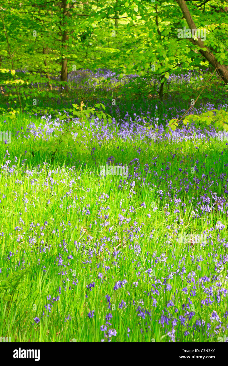 Bluebells Judy Woods Wyke Bradford Hi res Stock Photography And Images bluebells-judy-woods-wyke-bradford-hi-res-stock-photography-and-images