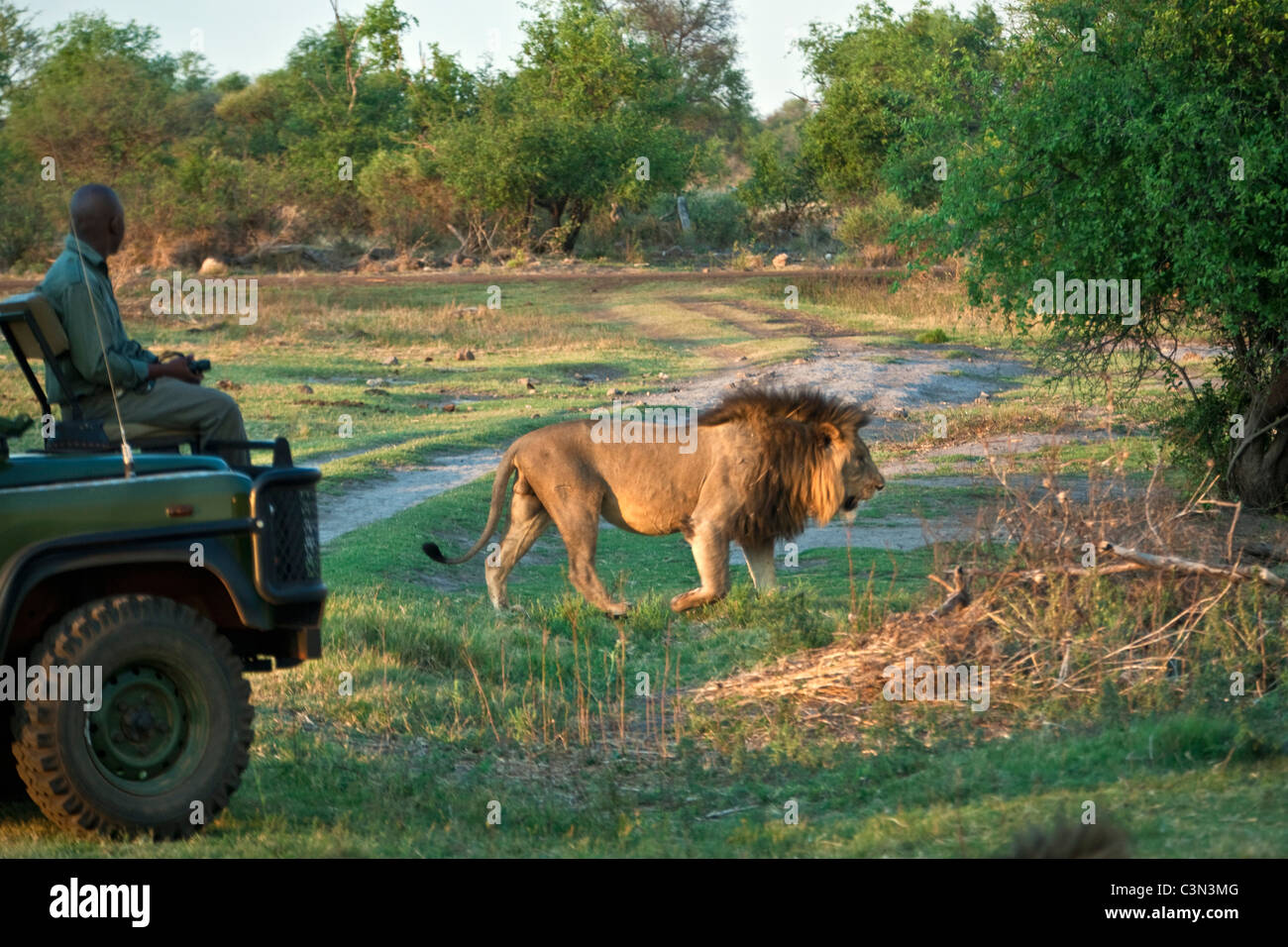 South Africa, Near Zeerust, Madikwe National Park . Guide in Safari vehicle looking at Lion, Panthera leo, passing by. Stock Photo