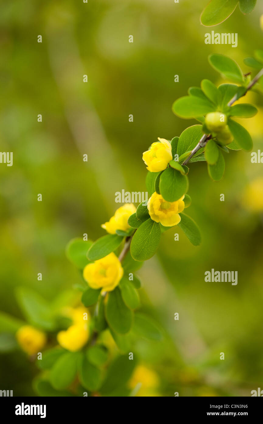 Berberis dictyophylla Stock Photo