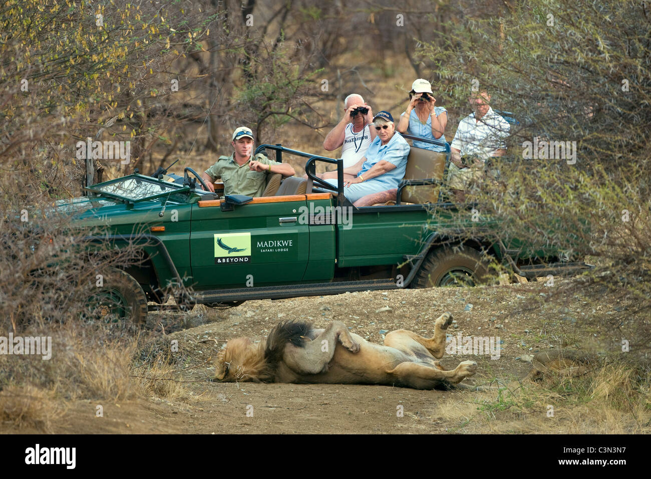 South Africa, Near Zeerust, Madikwe National Park . Tourists in Safari vehicle looking at lion, Panthera leo. Stock Photo