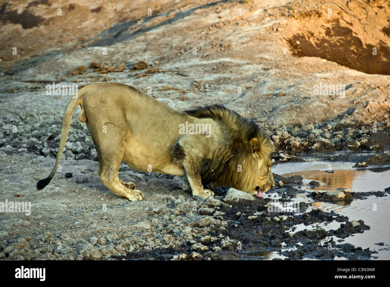 South Africa, Near Zeerust, Madikwe National Park . Lion, Panthera leo, drinking. Stock Photo