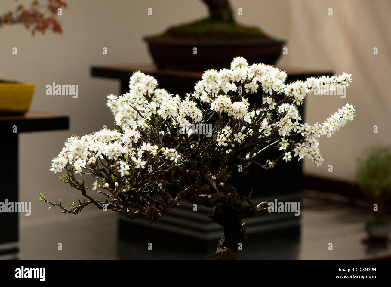 Bonsai Prunus spinosa, Blackthorn, in flower Stock Photo - Alamy