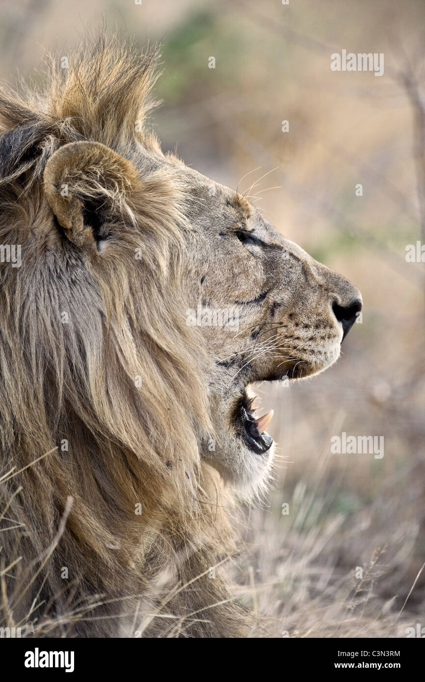 South Africa, Near Zeerust, Madikwe National Park . Lion. (Panthera leo). Male. Stock Photo