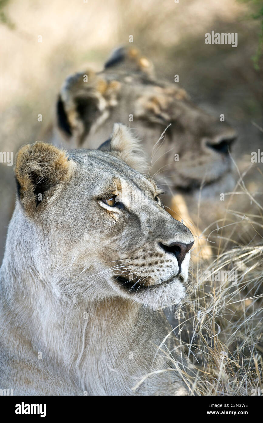 South Africa, Near Zeerust, Madikwe National Park . Two female lions, lioness. (Panthera leo). Stock Photo