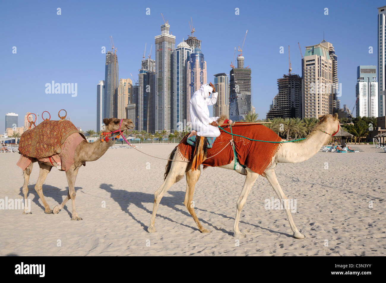 Camels on the Beach in Dubai, United Arab Emirates Stock Photo