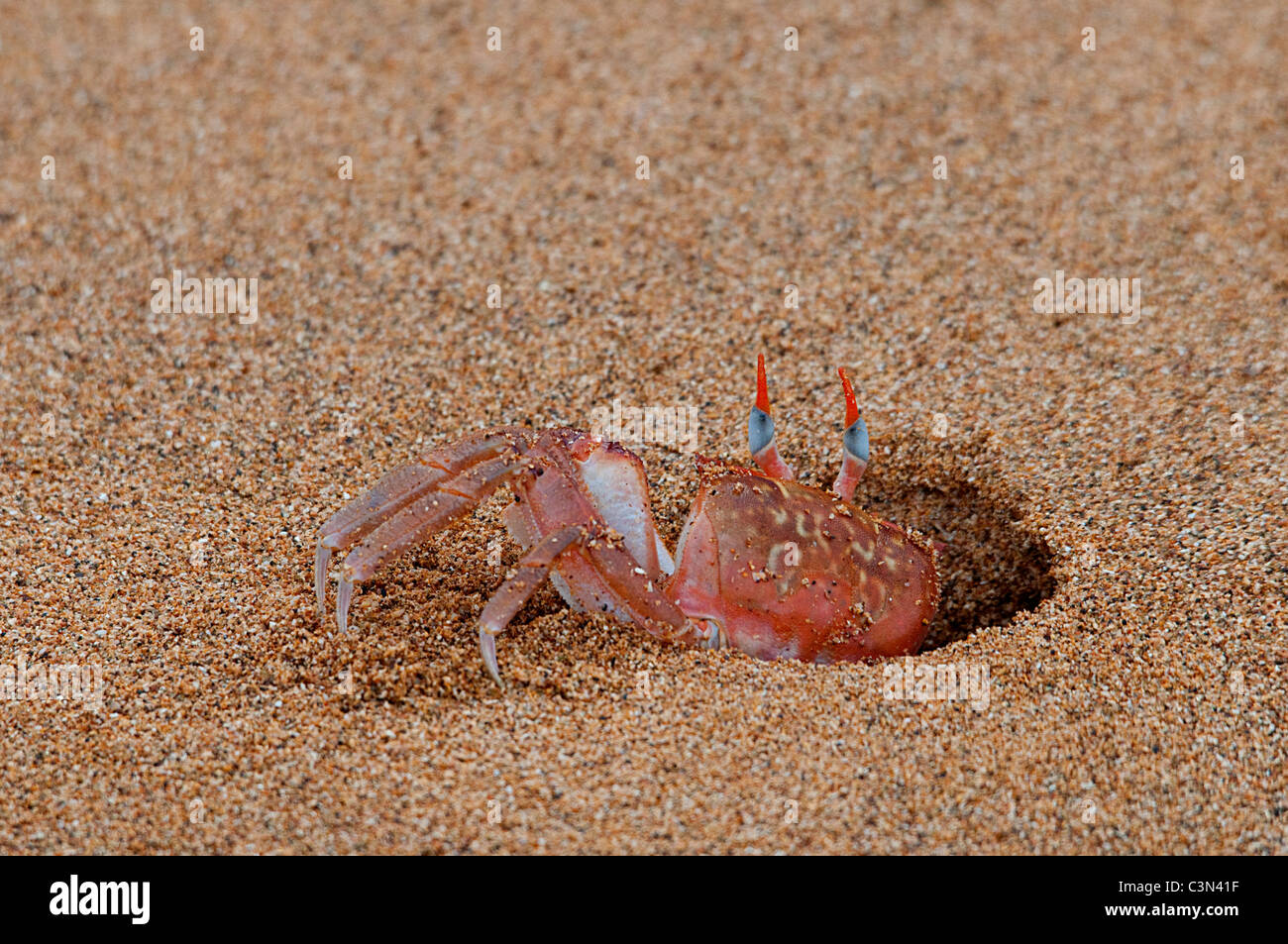 Ghost crab (Ocypode gaudichaudii) emerging from a hole on a beach Floreana Galapagos Ecuador South America Pacific Ocean Stock Photo
