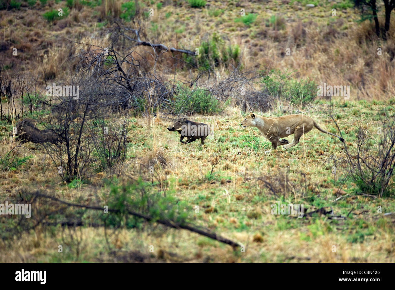 South Africa, near Rustenburg, Pilanesberg National Park. Lion, Panthera leo, hunting warthog. Stock Photo
