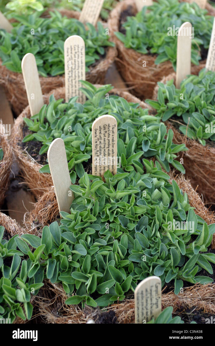 The Hairy Pot Plant Company, Eco friendly, sustainable and ethically