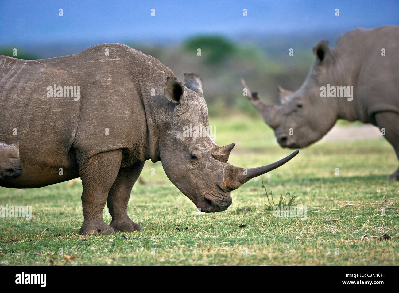 South Africa, Near Zeerust, Madikwe National Park. Two white rhinoceros, Ceratotherium simum. Stock Photo