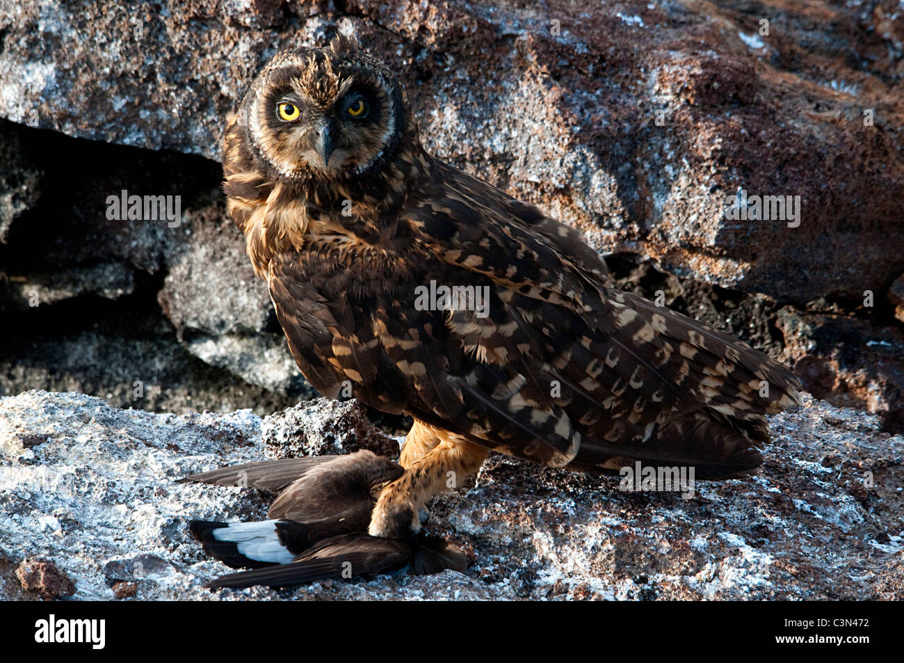 Short Eared Owl (Asio flammeus galapagoensis) with Storm Petrel (Oceanodroma tethys) El Barranco Tower/Genovesa Galapagos Stock Photo