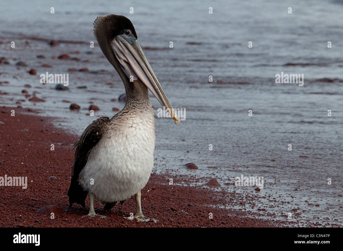 File:Pelícano pardo de las Galápagos (Pelecanus occidentalis urinator), Las  Bachas, isla Santa Cruz, islas Galápagos, Ecuador, 2015-07-23, DD 29.jpg -  Wikimedia Commons