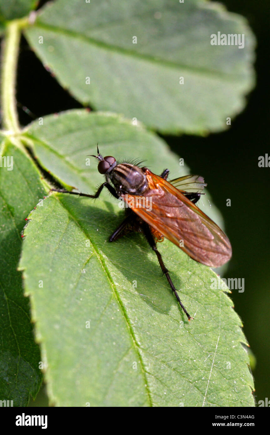 Dance Fly, Empis tessellata, Empididae, Diptera, UK. Sitting on a Blackthorn Leaf. Feeding on Prey. Stock Photo
