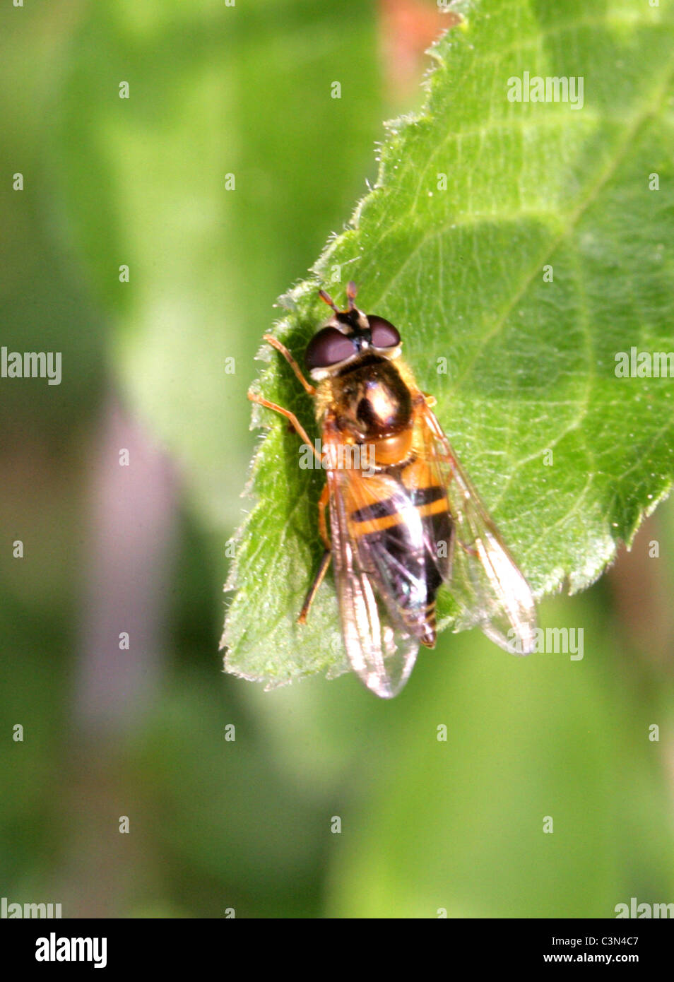 Hoverfly, Epistrophe eligans, Syrphidae, Diptera. Female Stock Photo