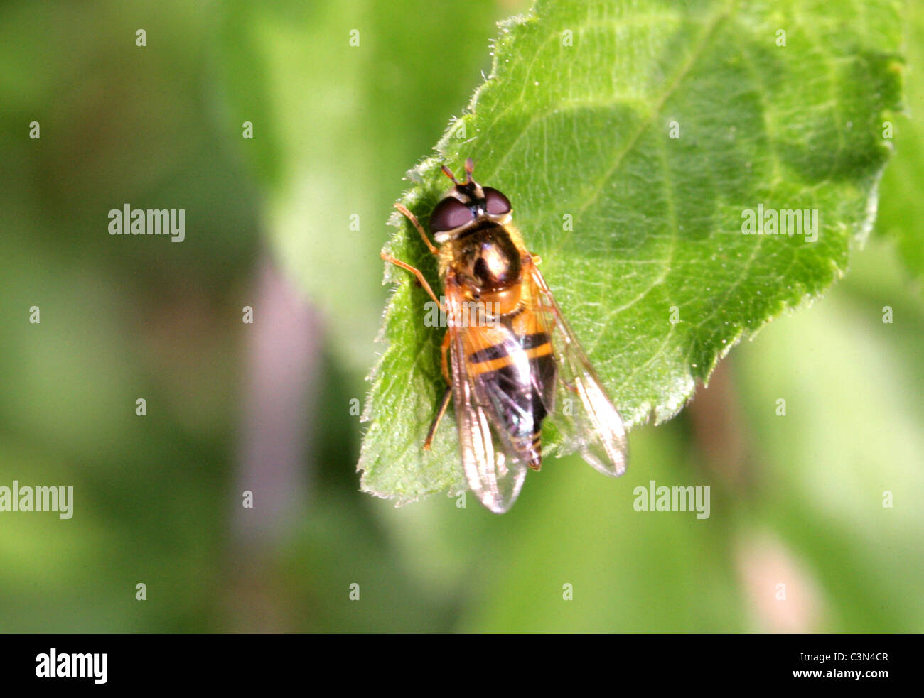 Hoverfly, Epistrophe eligans, Syrphidae, Diptera. Female. Stock Photo