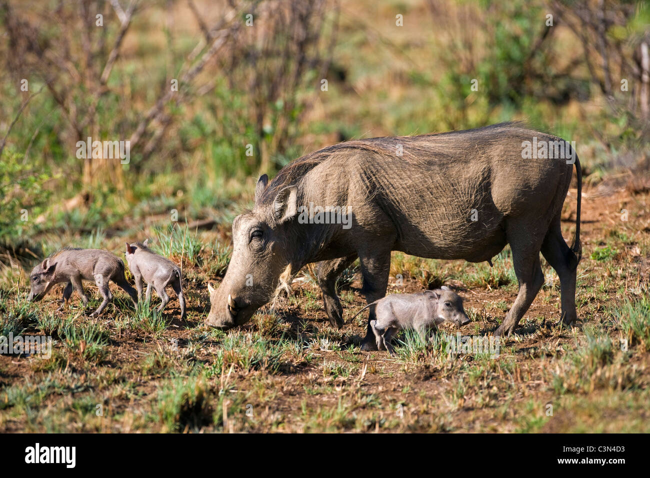South Africa, near Rustenburg, Pilanesberg National Park. Warthogs, Phacochoerus aethiopicus. Mother and young. Stock Photo