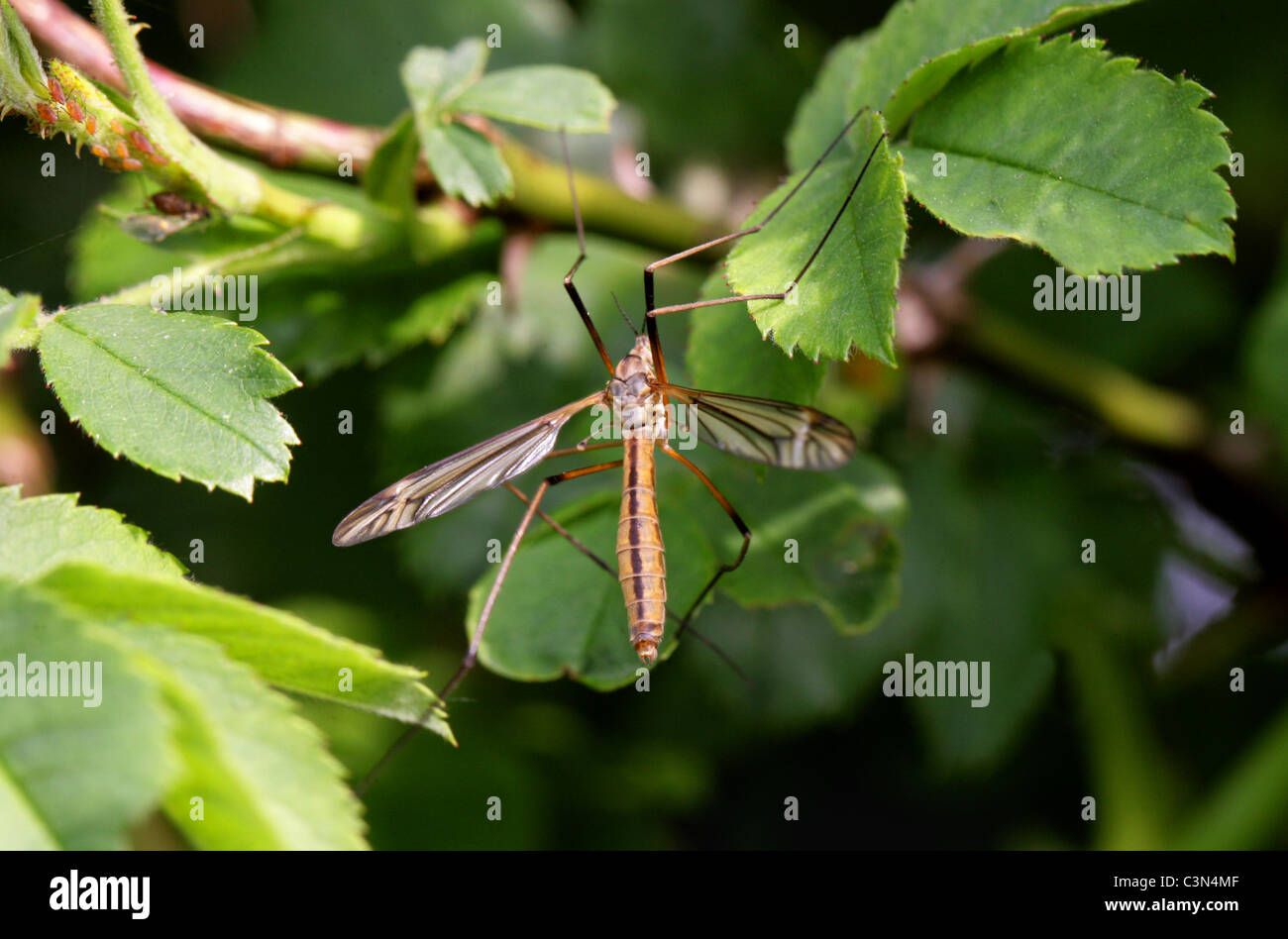Spotted Crane-Fly, Nephrotoma appendiculata, Tipulidae, Diptera. Male. Stock Photo