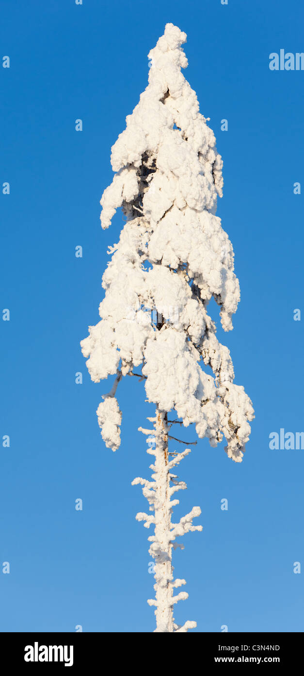 Snow covered pine ( pinus sylvestris ) treetop at winter , Finland ...
