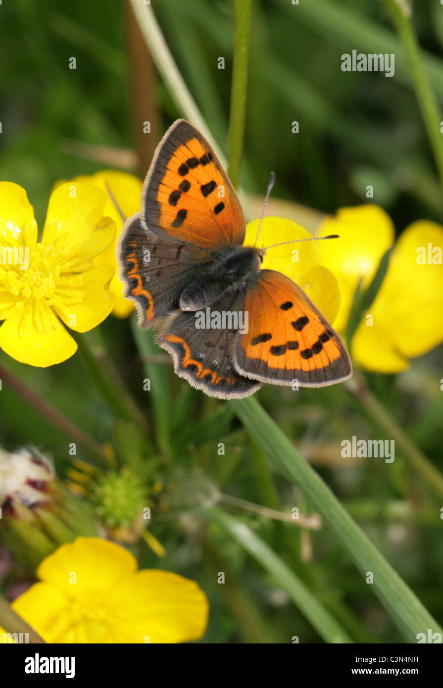Small Copper Butterfly, Lycaena phlaeas, Lycaenidae. British Butterfly, UK Stock Photo