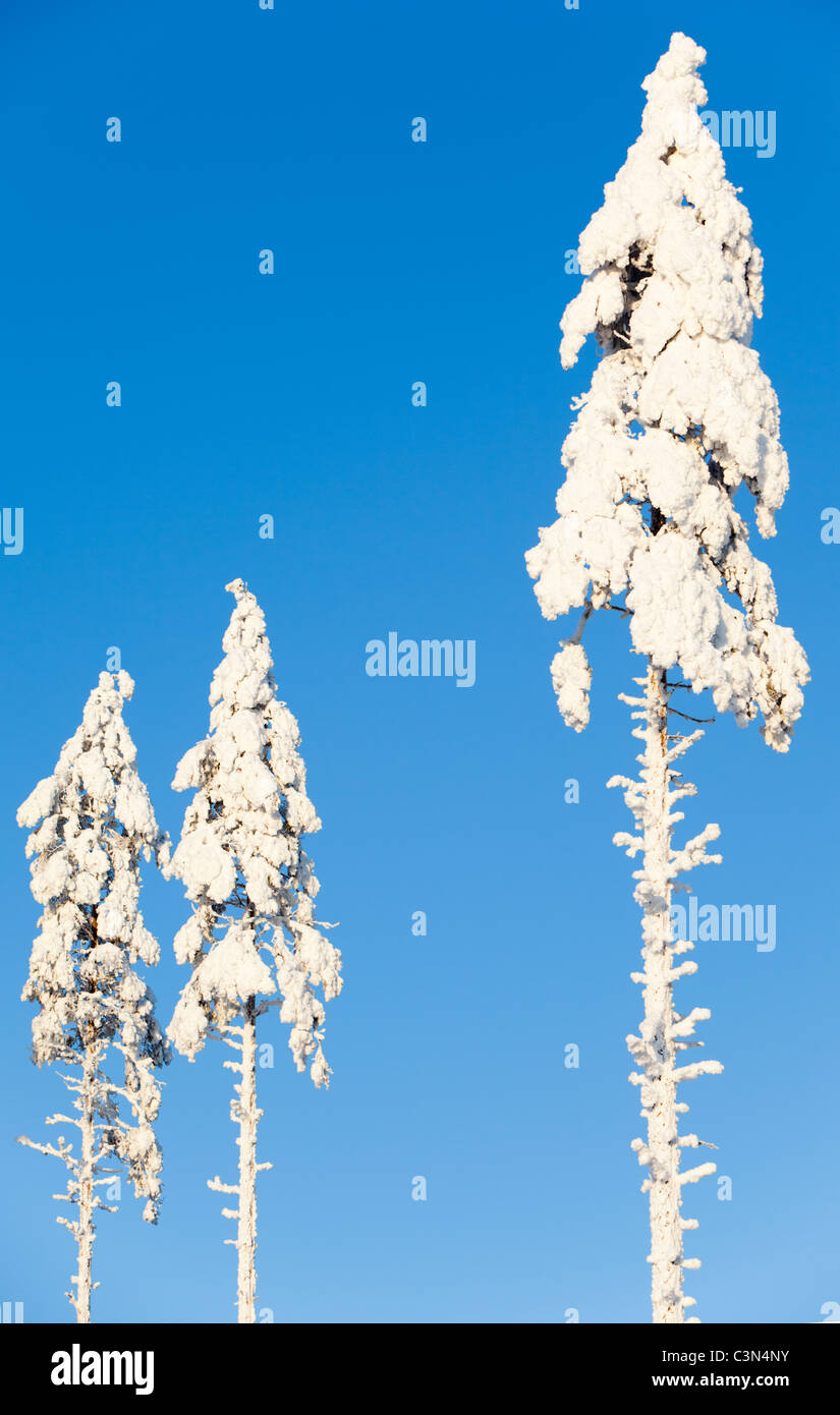 Snow covered pine ( pinus sylvestris ) treetops at winter , Finland ...