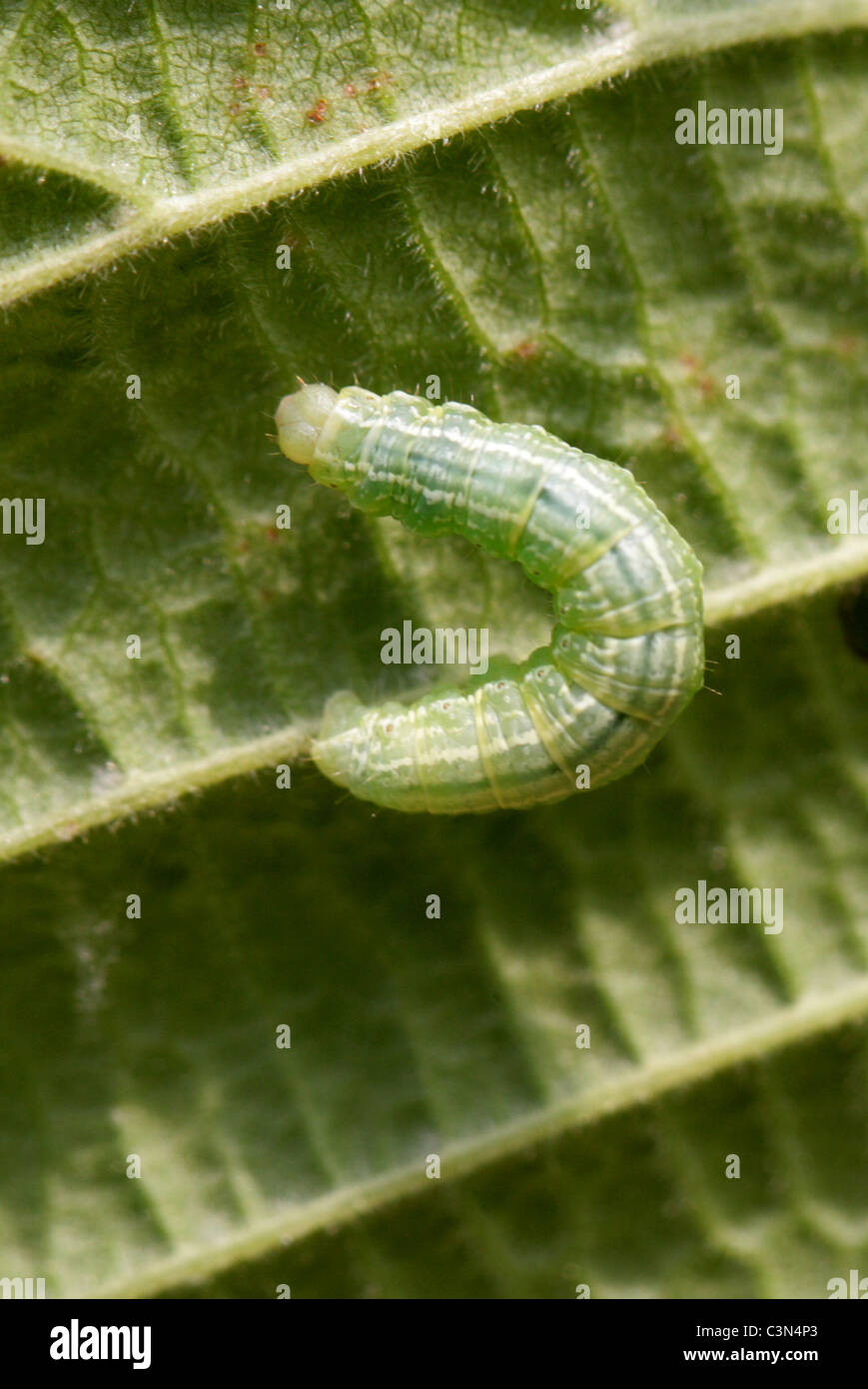 Winter Moth Caterpillar, Operophtera brumata, Geometridae. Feeding on a  Hazel Leaf Stock Photo - Alamy